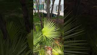 Native Green Anole in Bayfront Park Miami miami anole herping [upl. by Tap87]