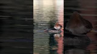 Hooded Merganser aka Glam Duck avibing in a local pond today Sunday 11924 birds [upl. by Ayomat]