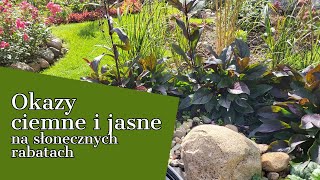 OKAZY CIEMNE I JASNE 🌟 JAK ROSNĄ NA SŁONECZNYCH RABATACH [upl. by Kerwin279]