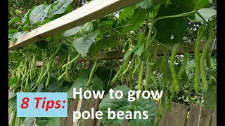 8 Tips  How to grow pole green beans [upl. by Esch]