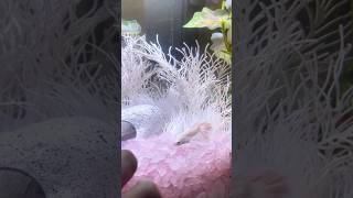 Angel white betta fish 🦢 fish bettafish betta shorts [upl. by Pinto]