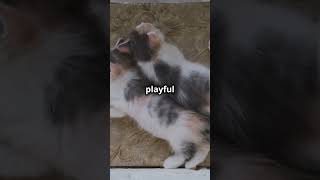 Why Kittens Play at 4 Weeks—The Hidden Truth 🐱 shorts animalfacts [upl. by Akirderf]