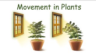 Movement In Plants  Autonomic Movements  Paratonic Movements [upl. by Niamert]