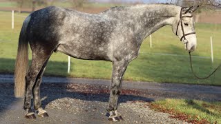 FANTASTIC EASY HORSENASFELD 2016 gelding by Russel ANSporthorses [upl. by Okia596]