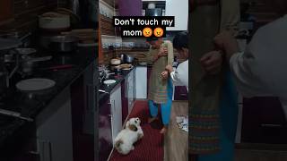 Dont touch my Mom  Shitzu attacked 😨😨  Himalayan Shitzushorts viral trending dogs viral [upl. by Primaveria]