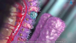 Lcells releasing GLP1 and PYY 3D medical animation [upl. by Abdel]