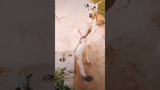 Devil pitbull dog breedpitbullfacts dog pitbull facts punjabi punjabisong music shorts [upl. by Odnam]