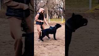 Bone crushing bites canecorso собака собаки corso [upl. by Hortense]