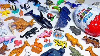 Sea Animals Wild Animals Orca Pink Dolphin Whale Kangaroo Toucan Panda Black Panther [upl. by Krute]