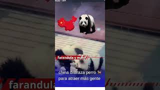 🇨🇳 CHINA DISFRAZA PERROS PARA ATRAER PÚBLICO [upl. by Yerahcaz]