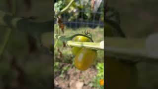 Gardening  San Marzano Tomatoes 🍅 2024 Last of Season [upl. by Staal]