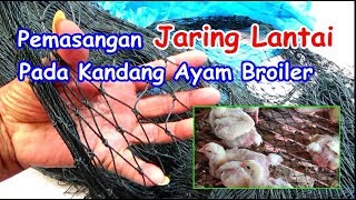 Pemasangan Jaring Lantai Pada Kandang Ayam Broiler [upl. by Schou213]