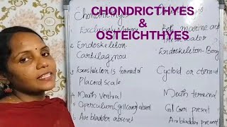 Differentiate betwen Chondrichthyes and Osteichthyes in plus one zoologyplus1 exam zoology [upl. by Ezalb261]