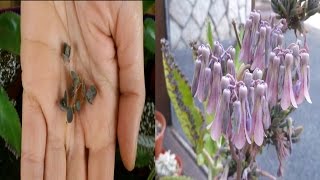 How to propagate the Mother of Thousands Succulent plant  kalanchoe daigremontiana [upl. by Enomaj]