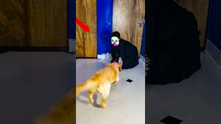 मेरे डॉग ने राक्षस को भगाया😱funnydogs shorts [upl. by Otnicaj52]