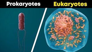 Prokaryotes and Eukaryotes 3D Animation [upl. by Immanuel318]