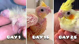 Baby Birds First 25 Days [upl. by Hsizan]