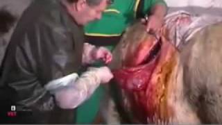 vetpulse tv™ in practice Cow caesarean section [upl. by Shirah]