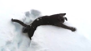 Kittens Discovering Snow For The First Time [upl. by Eecrad]