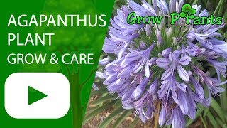 Agapanthus plant  growing and care [upl. by Asecnarf812]