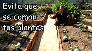 SOLUCIÓN Ecológica para que Caracoles y Babosas No se Coman tus Plantas [upl. by Atinreb604]