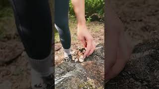 bushcraft satisfying bushwoman oddlysatisfying bushcamp diy food outdoorsurvival survival [upl. by Norman]