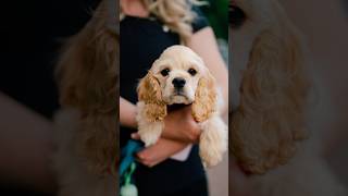 This puppy walked right up to me 😭 streetportraits dogphotography [upl. by Aneekas]