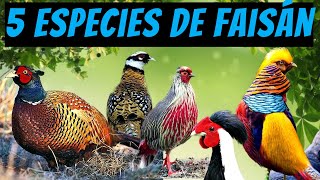 5 especies de faisán de las que nunca has oído hablar [upl. by Tootsie]