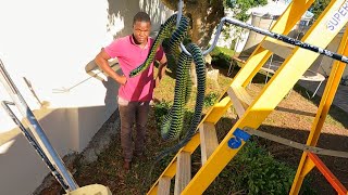 Deadly Boomslang Caught in their Garden [upl. by Toddie]