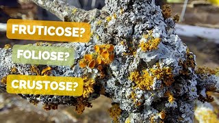 HOW TO RECOGNIZE DIFFERENT TYPES OF LICHENS  Lichen growth forms structures and reproduction [upl. by Caundra369]