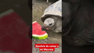 Mi hermosa tortuga 🐢 comiendo su sandía 🍉🍉🍉🍉 [upl. by Juliet]