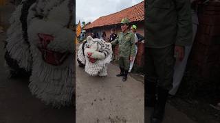 Macan Siliwangi salah tingkah [upl. by Vallo]