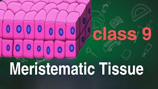 Meristematic Tissueclass 9BiologyScience [upl. by Codel]