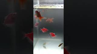 Goldfish 🐠 Aquarium🦐  Mr fantail [upl. by Mack224]