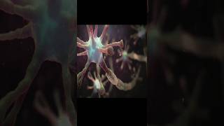 Neurons  Nerve cells  myelin sheath neuron nervoussystem 3danimation humanbody [upl. by Raf456]