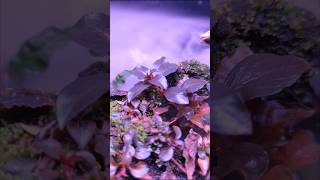 Emersed plant growth  Bucephalandra Ludwigia repens super red [upl. by Munsey246]