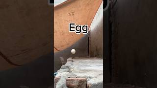 from egg to 1 year Rooster viralvideo youtubeshorts viralshorts shorts birds [upl. by Veats622]