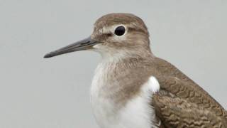 Common Sandpiper [upl. by Neelon]