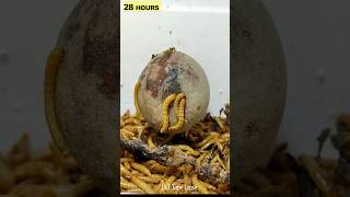 Mealworms vs AVOCADO [upl. by Nel]