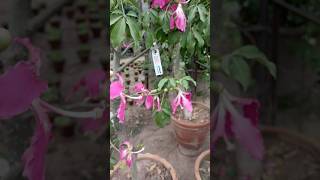 Ceiba speciosa the floss silk tree is a species of deciduous tree [upl. by Noreh986]