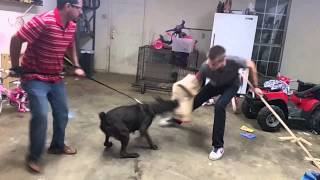 bandog bullmastiff x apbt bitework training [upl. by Arlina324]