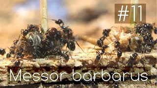 Messor barbarus  11  The Awakening  Ant Season 2018 [upl. by Ennywg]