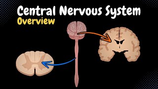 Overview of the CNS Pars Neurons Neuroglia White amp Grey Matter Development  Anatomy [upl. by Eralc333]