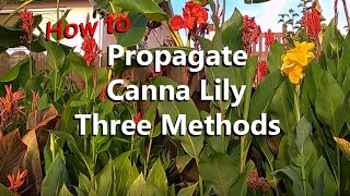 How to Propagate Canna Lily 3 Ways by Separating Offshoots Rhizome Division and Germinating Seeds [upl. by Atnad587]