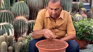 Lithops Seed Sowing Method [upl. by Owena304]