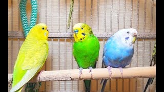 Pleasant American Parakeets Chirping Singing and Playing 4Hr of relaxation [upl. by Aeslehc]