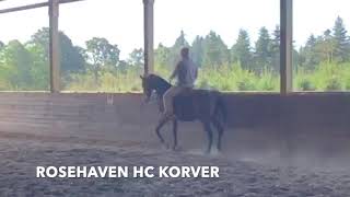 ROSEHAVEN HC KORVER Morgan Gelding For Sale [upl. by Nodnab]