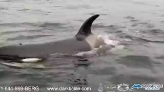 Orca whales play alongside Newfoundland tour boat [upl. by Acsot]