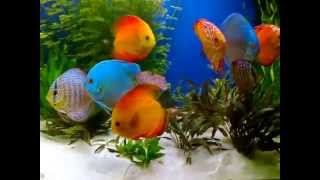 AKWARIUM Z PALETKAMI 450L duscus aquarium discus tank [upl. by Analle62]