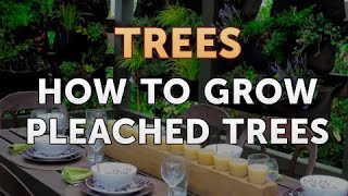 How to Grow Pleached Trees [upl. by Gustafson]